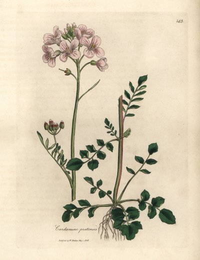 Roze bloeiende pinksterbloem, Cardamine pratensis door James Sowerby