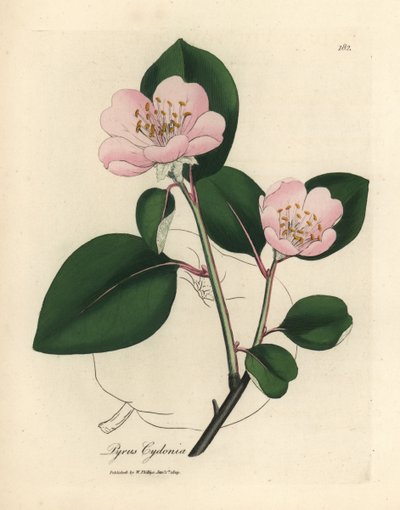 Roze bloeiende kweepeerboom, Pyrus cydonia door James Sowerby