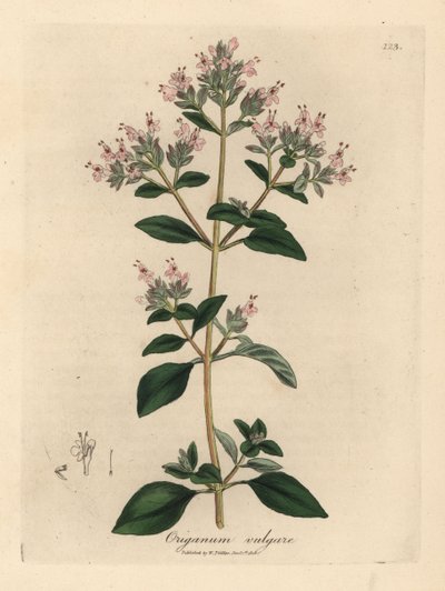 Roze bloeiende wilde marjolein, Origanum vulgare door James Sowerby