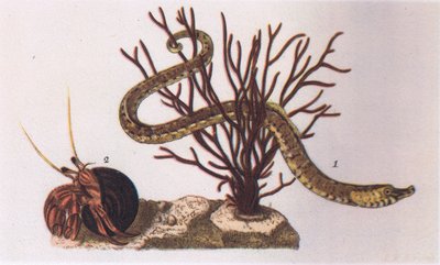 Pijpvis en Heremietkreeft, Natuur in Groot-Brittannië uitgegeven door Collins, 1946 door James Sowerby