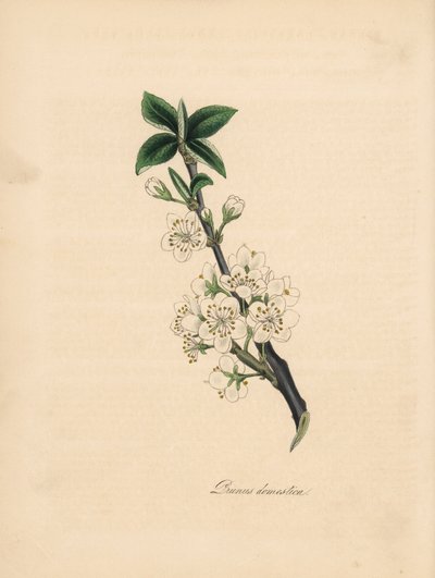 Pruimenboom, Prunus domestica. Illustratie van James Sowerby uit William Woodville