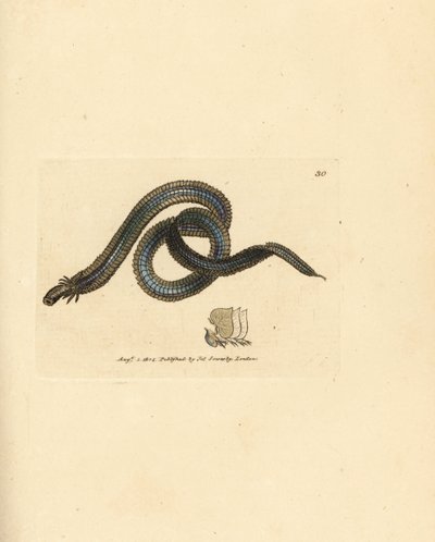 Borstelworm, Phyllodoce lamelligera (Nereis lamelligera). Handgekleurde kopergravure door James Sowerby uit The British Miscellany, of Coloured figures of new, rare, or little known animal subjects. door James Sowerby