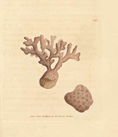 Porella compressa. Illustratie van James Sowerby uit 