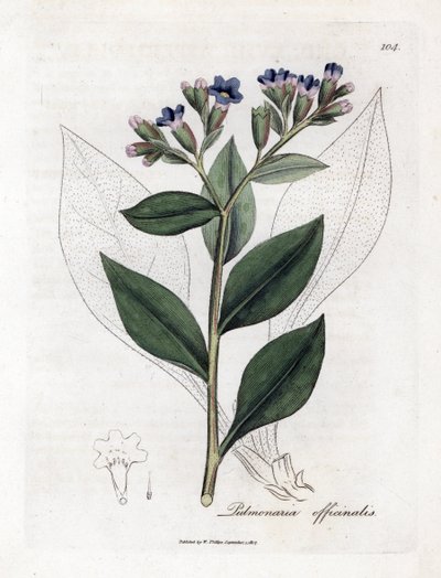 Longkruid, Pulmonia officinalis. Handgekleurde kopergravure uit een botanische illustratie door James Sowerby uit William Woodville en Sir William Jackson Hooker