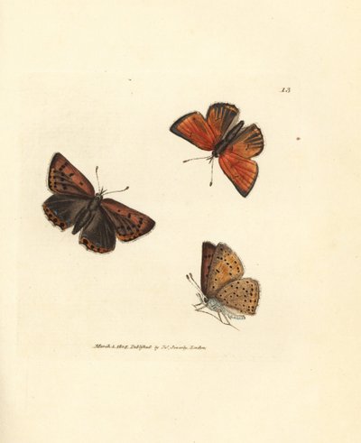Zuivergerande koperkleurige vlinder, Lycaena hippothoe. Handgekleurde kopergravure door James Sowerby uit The British Miscellany, of Coloured figures of new, rare, or little known animal subjects. door James Sowerby