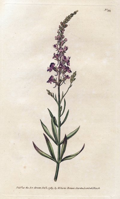 Paarse Linar - Lithografie door James Sowerby (1757-1822), uit William Curtis