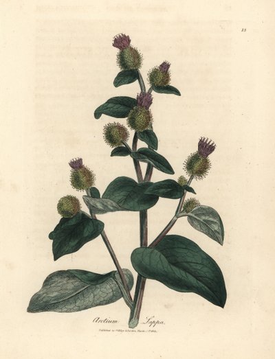 Paarsbloemige klis, Arctium lappa door James Sowerby