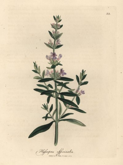 Paarse bloeiende hysop, Hyssopus officinalis door James Sowerby