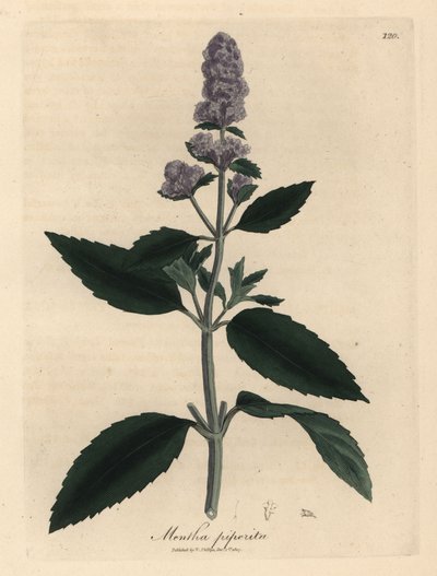 Paarse bloeiende pepermunt, Mentha piperita door James Sowerby