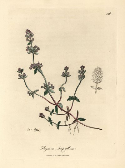 Paars bloeiende wilde tijm, Thymus serpyllum door James Sowerby