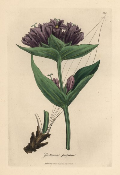 Paarse gentiaan, Gentiana purpurea door James Sowerby