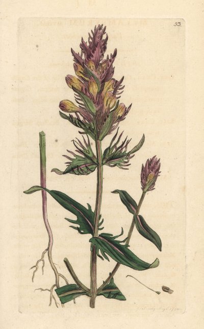 Paarse of veldkoekoeksbloem, Melampyrum arvense door James Sowerby