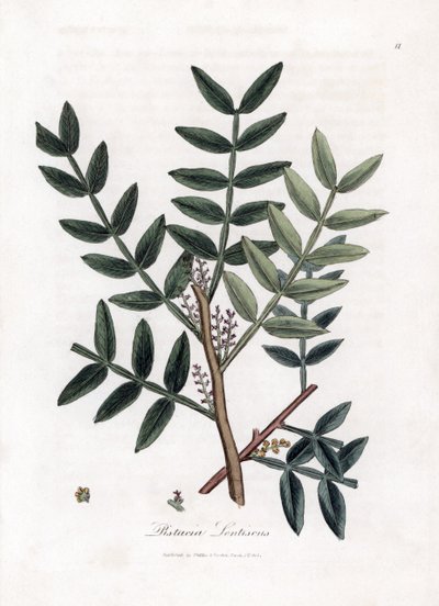 Kitteboom of lentiscus pistache - Kitteboom, Pistacia lentiscus. Handgekleurde kopergravure uit een botanische illustratie door James Sowerby uit William Woodville en Sir William Jackson Hooker