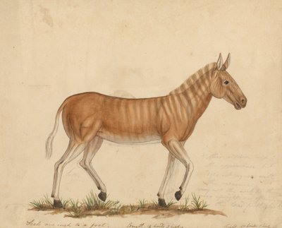 Quagga Zebra door James Sowerby