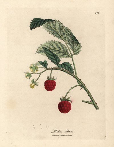 Frambozenstruik met rijpe vruchten en gele bloemen, Rubus idaeus door James Sowerby