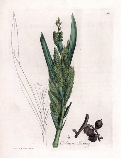 Rotanpalm, Calamus rotang. Illustratie van James Sowerby uit William Woodville en Sir William Jackson Hooker