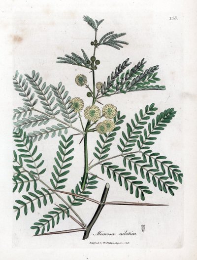 Rode gom - Arabische gomboom, Acacia nilotica. Handgekleurde kopergravure uit een botanische illustratie door James Sowerby uit William Woodville en Sir William Jackson Hooker