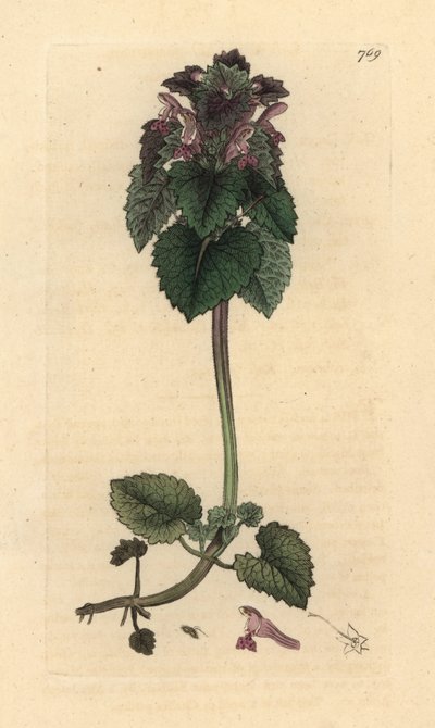 Rode dovenetel, Lamium purpureum, handgekleurde kopergravure naar een tekening van James Sowerby door James Sowerby