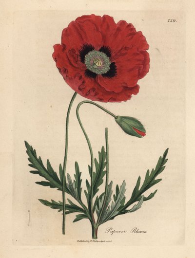 Rode of korenbloem, Papaver rhoeas door James Sowerby