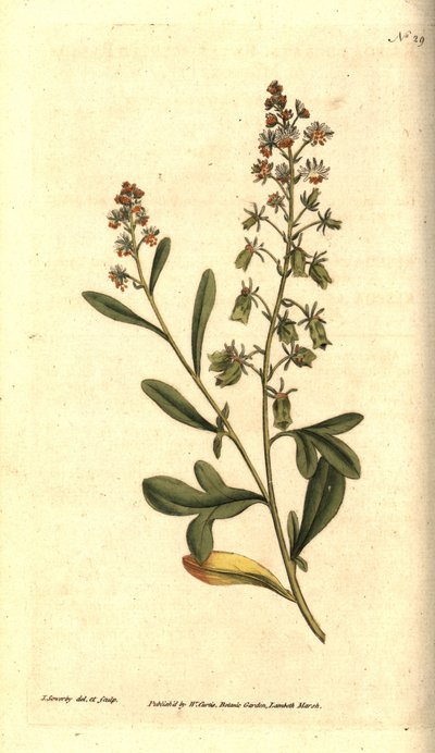 Reseda odorant - Zoetgeurende reseda of mignonette, Reseda odorata. Handgekleurde kopergravure en botanische illustratie door James Sowerby uit William Curtis