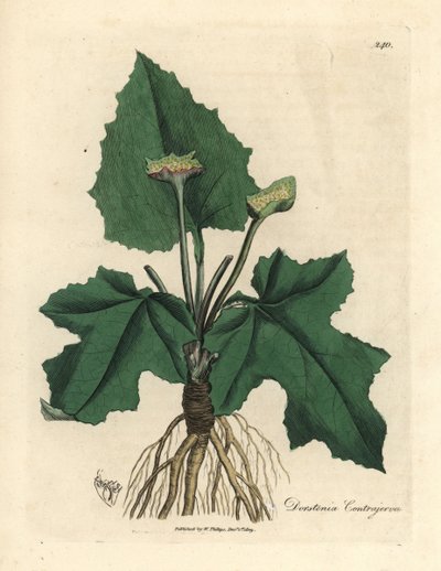 Wortels, wortelstok, bladeren en bloem van contrayerva, Dorstenia contrajerva door James Sowerby