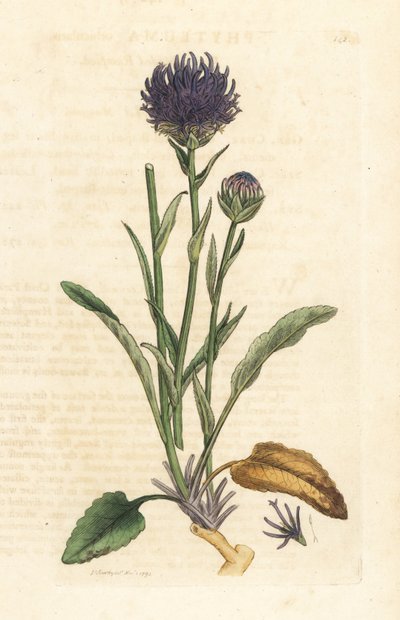 Rondkoppige rapunzel, Phyteuma orbiculare. Handgekleurde kopergravure naar een illustratie door James Sowerby uit James Smith