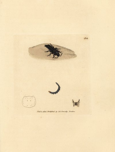 Kortschildkever, Velleius dilatatus (Getande hoornstaphylinus, Staphylinus concolor). Handgekleurde kopergravure door James Sowerby uit The British Miscellany, of Coloured figures of new, rare, or little known animal subjects. door James Sowerby