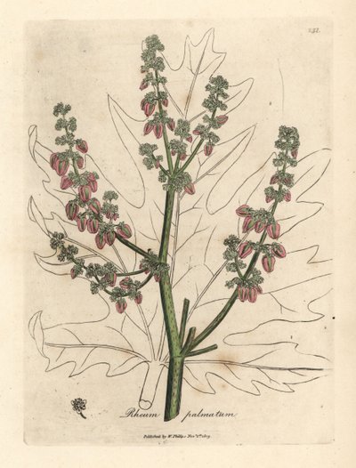 Rabarber bloemen en stengel, bladomtrek, Rheum palmatum door James Sowerby