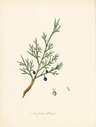Jeneverbes, Juniperus sabina. Illustratie van James Sowerby uit William Woodville en Sir William Jackson Hooker