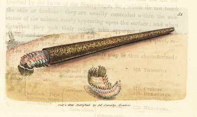 Zandbuisbouwende borstelworm, Pectinaria belgica (Nereis pectinata). Handgekleurde kopergravure door James Sowerby uit The British Miscellany, of Coloured figures of new, rare, or little known animal subjects. door James Sowerby