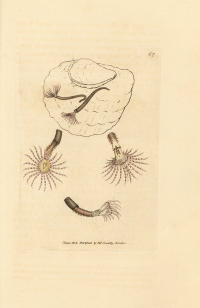 Zandworm met karmozijnrode voelsprieten, Amphitrite rosea door James Sowerby