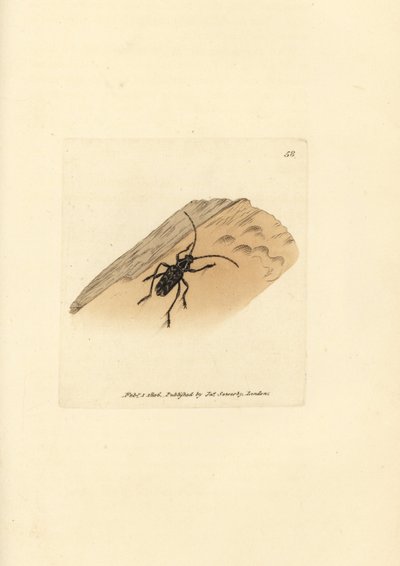 Sarosesthes fulminans kever door James Sowerby