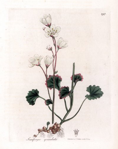 Witte steenbreek, Saxifraga granulata. Illustratie van James Sowerby uit William Woodville en Sir William Jackson Hooker