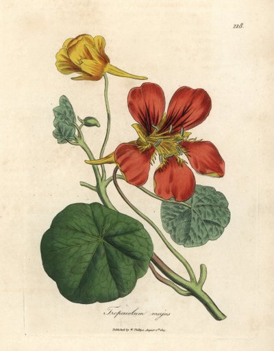 Scharlaken en geelbloemige grote Indische kers, Tropaeolum majus door James Sowerby