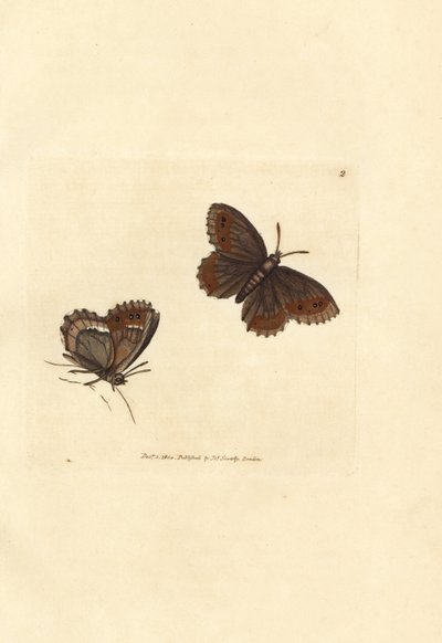 Schotse argusvlinder, Erebia aethiops door James Sowerby