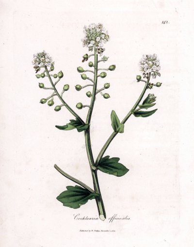 Scheurbuikgras, Cochlearia officinalis. Handgekleurde kopergravure uit een botanische illustratie door James Sowerby uit William Woodville en Sir William Jackson Hooker