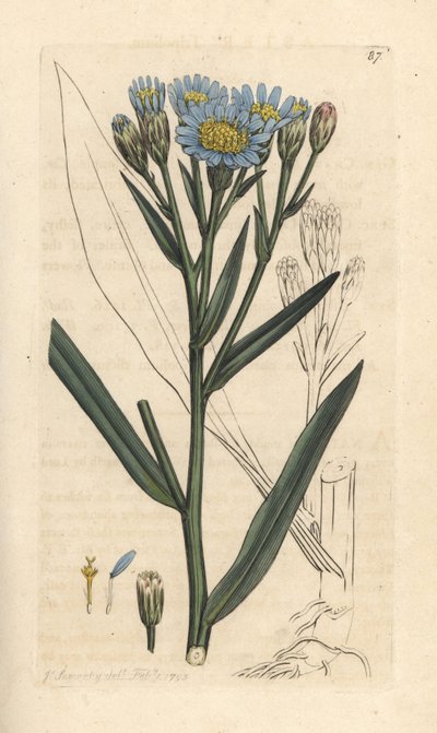 Zeeaster, Tripolium pannonicum subsp. tripolium. Handgekleurde kopergravure naar een illustratie door James Sowerby uit James Smith