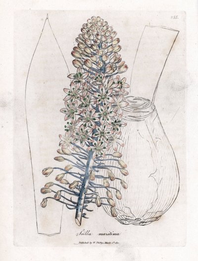 Zeewortel, Drimia maritima. Illustratie van James Sowerby uit William Woodville en Sir William Jackson Hooker