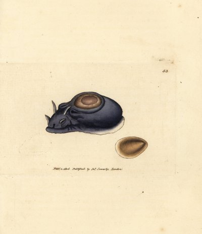 Zeeslak of zeekonijn, Aplysia punctata (Aplysia hybrida). Handgekleurde kopergravure door James Sowerby uit The British Miscellany, of Coloured figures of new, rare, or little known animal subjects. door James Sowerby