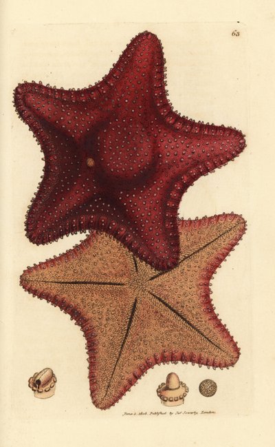 Zeester, Hippasteria phrygiana door James Sowerby