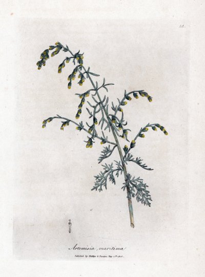 Zeealsem, Artemisia maritima. Handgekleurde kopergravure uit een botanische illustratie door James Sowerby uit William Woodville en Sir William Jackson Hooker
