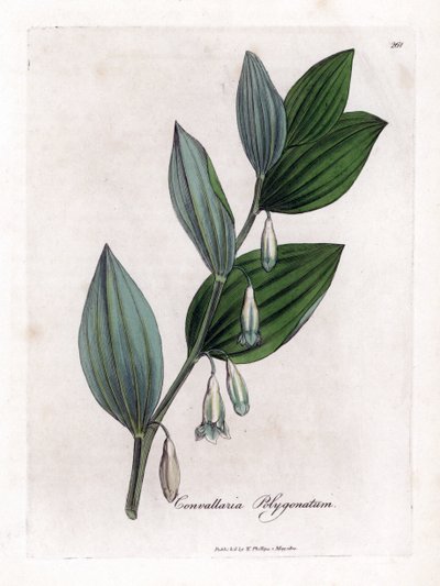 Zegel van Salomo Multiflora - Salomonszegel, Polygonatum multiflorum. Handgekleurde kopergravure uit een botanische illustratie door James Sowerby uit William Woodville en Sir William Jackson Hooker
