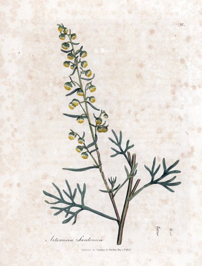 Santonica, Artemisia cina. Illustratie van James Sowerby uit William Woodville en Sir William Jackson Hooker