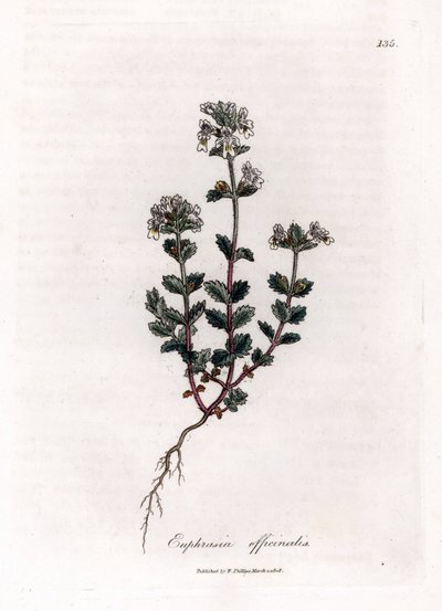 Gewone ogentroost, Euphrasia officinalis. Illustratie van James Sowerby uit William Woodville en Sir William Jackson Hooker