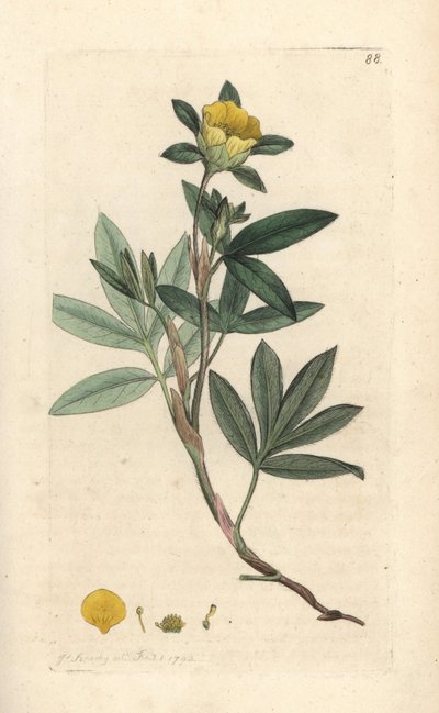 Struikganzerik, Dasiphora fruticosa. Illustratie van James Sowerby uit James Smith