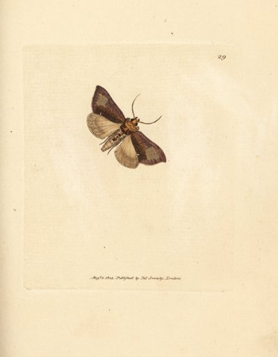 Slanke glanzende brassels, Thysanoplusia orichalcea door James Sowerby