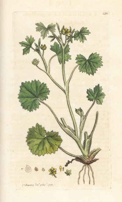 Kleinbloemige boterbloem, Ranunculus parviflorus door James Sowerby