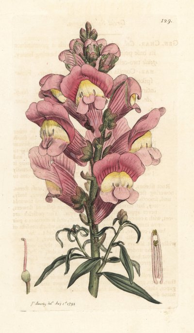 Leeuwenbek, Antirrhinum majus. Handgekleurde kopergravure naar een illustratie door James Sowerby uit James Smith