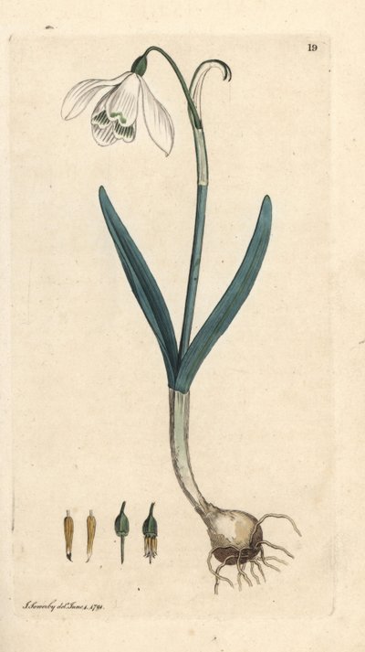 Sneeuwklokje, Galanthus nivalis door James Sowerby