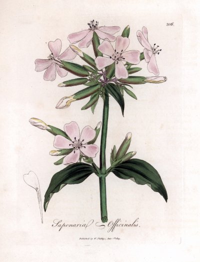 Zeepkruid, Saponaria officinalis. Handgekleurde kopergravure uit een botanische illustratie door James Sowerby uit William Woodville en Sir William Jackson Hooker